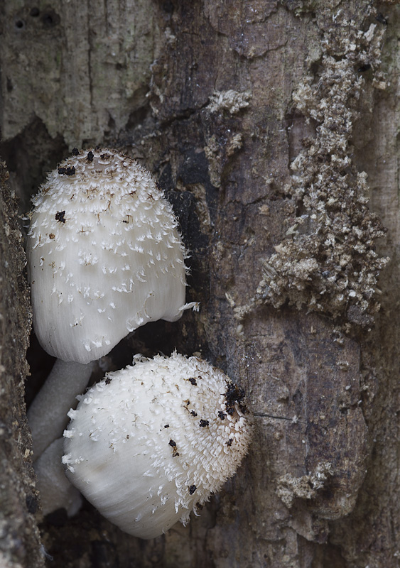 Coprinopsis spelaiophila